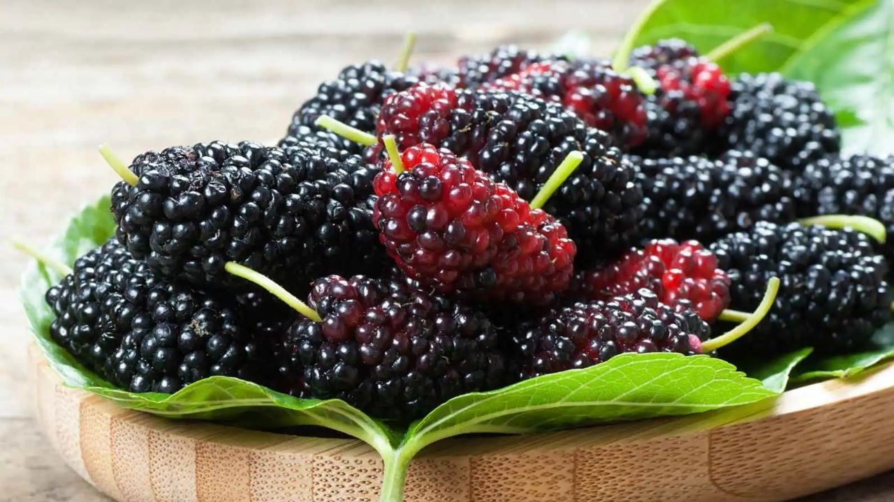 mulberry FRUIT