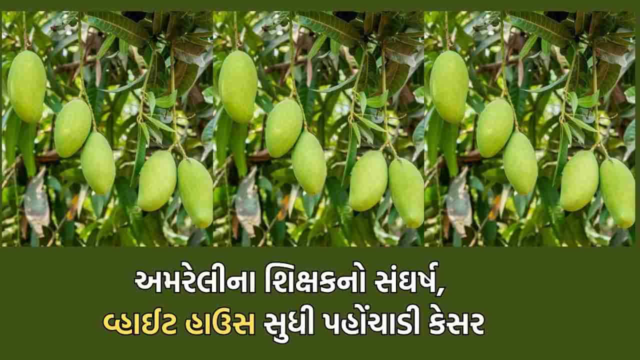 અમેરિકામાં રહેતા પુત્રને મોકલેલી કેસર કેરીઓ યુએસ ઈમિગ્રેશન વિભાગે ફેંકાવી દેતા શિક્ષક પિતાએ ઉઠાવી જહેમત, વ્હાઈટ હાઉસ સુધી પહોંચાડી વતનની કેસર