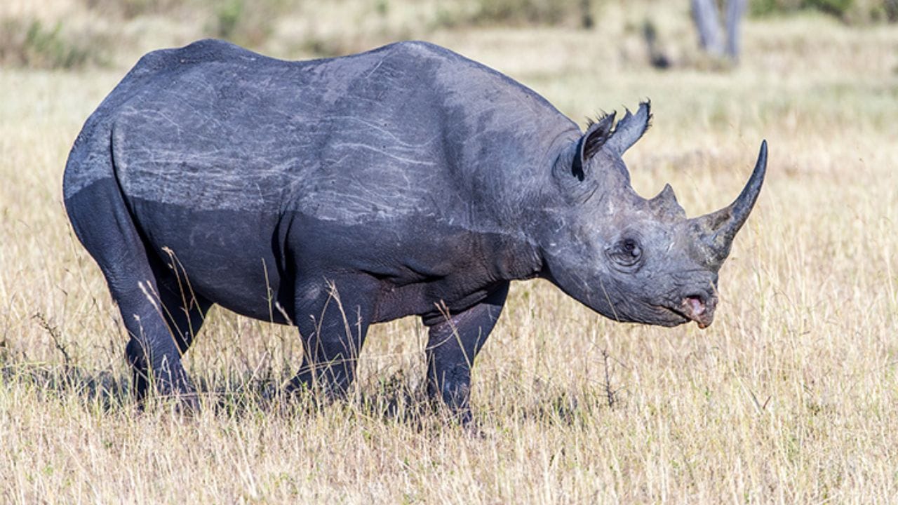 વિશ્વમાં મોટાભાગના પ્રાણીઓનું દૂધ સફેદ હોય છે. દુનિયામાં એવા બહુ ઓછા જીવો જોવા મળે છે જેનું દૂધ કોઈ અન્ય રંગનું હોય.