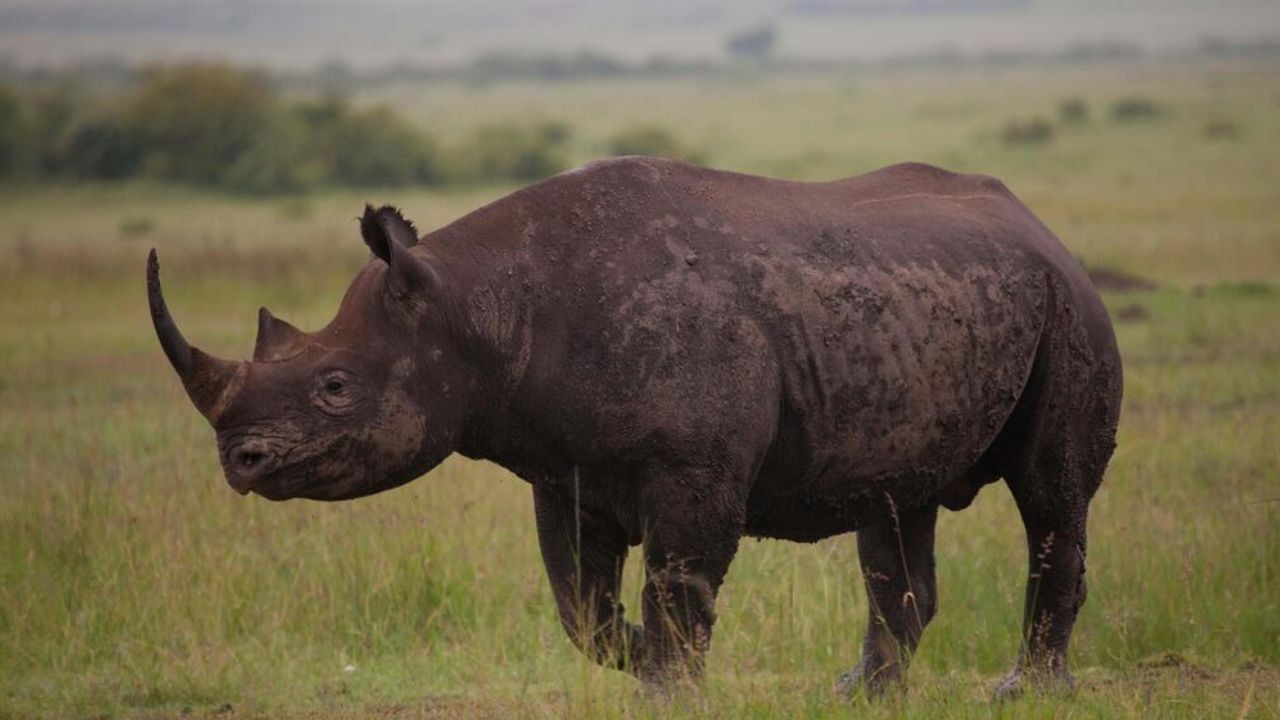 તમને જણાવી દઈએ કે માદા કાળા ગેંડાનું દૂધ કાળું હોય છે. તેને આફ્રિકન બ્લેક રાઇનો તરીકે પણ ઓળખવામાં આવે છે. ગેંડાનું દૂધ પાણી જેવું પાતળું હોય છે. તેમાં માત્ર 0.2 ટકા જ ચરબી હોય છે. 