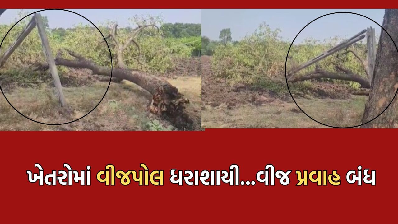 ડભોઈના શંકરપુરામાં માવઠાના 5 દિવસ બાદ પણ હાલાકી, ખેતરોમાં વીજપોલ ધરાશાયી, વીજપ્રવાહ ઠપ્પ - Video