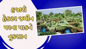Narmada : કમોસમી વરસાદથી કેળા,પપૈયા અને કેરીનો પાક થયો બરબાદ Narmada : કમોસમી વરસાદથી કેળા,પપૈયા અને કેરીનો પાક થયો બરબાદ