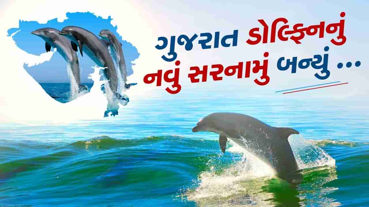 ગોવા નહીં ગુજરાત બની રહ્યું છે ડોલ્ફિનનું ઘર.... વેકેશનમાં તેને નજીકથી જાણવા અને માણવા અહીં વહેલી તકે પહોંચી જાઓ