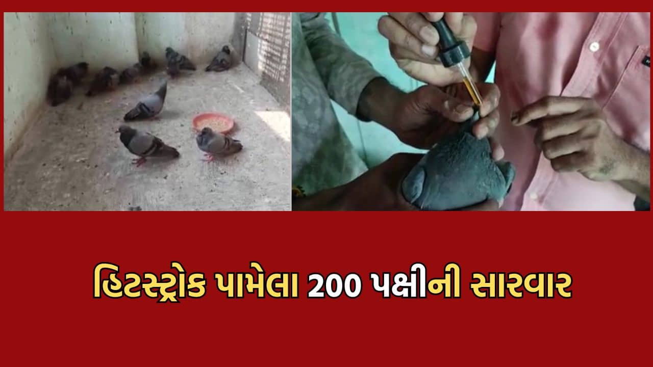 જુનાગઢમાં 200 જેટલા પક્ષીઓને હિટસ્ટ્રોક લાગી જતા કરાઈ સારવાર, ચેરીટેબલ ટ્રસ્ટે તૈયાર કર્યુ ખાસ ICU- Video
