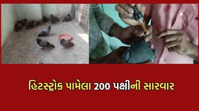 જુનાગઢમાં 200 જેટલા પક્ષીઓને હિટસ્ટ્રોક લાગી જતા કરાઈ સારવાર, ચેરીટેબલ ટ્રસ્ટે તૈયાર કર્યુ ખાસ ICU- Video જુનાગઢમાં 200 જેટલા પક્ષીઓને હિટસ્ટ્રોક લાગી જતા કરાઈ સારવાર, ચેરીટેબલ ટ્રસ્ટે તૈયાર કર્યુ ખાસ ICU- Video