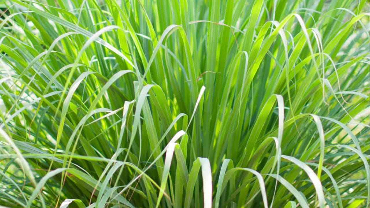 Lemon grass માં એવા પ્રાકૃતિક ગુણો છે જે તમને તાજગીનો અહેસાસ કરાવવા સાથે તમને ઘણા ફાયદા પણ આપી શકે છે. તેને તમારા ઘરમાં પણ સરળતાથી ઉગાડી શકાય છે. ચાલો જાણીએ કે લેમન ગ્રાસના ફાયદા શું છે અને તેનો ઉપયોગ કેવી રીતે કરી શકાય છે.