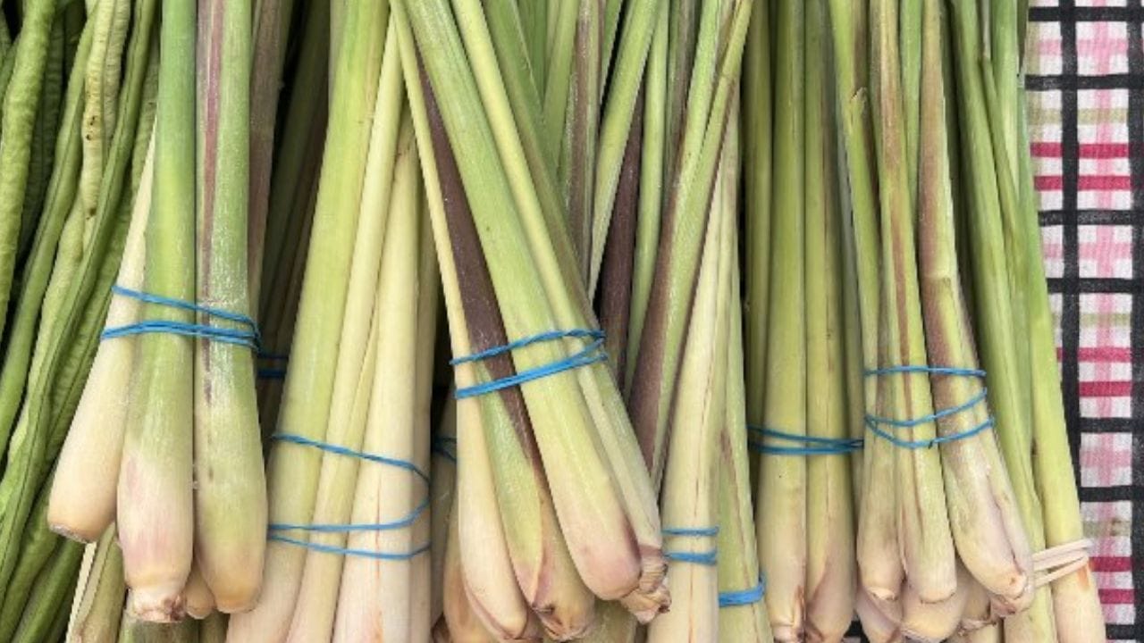 તમારા મૂડ સુધારશે : તમારા મૂડને સુધારવા માટે તમે લેમન ગ્રાસનો ઉપયોગ કરી શકો છો. તેની સુગંધથી ઉનાળામાં માથાના દુખાવામાં રાહત મળે છે. તમે તેને ઓઈલ ડિફ્યુઝરમાં નાખીને તેના તેલનો ઉપયોગ કરી શકો છો. આ તમારા ઘરમાં એક સુંદર સુવાસ ફેલાવશે.
