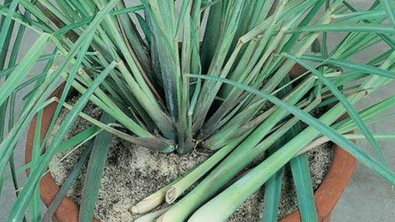 પાચન સંબંધી સમસ્યાઓ : લેમનગ્રાસ પેટ સંબંધિત સમસ્યાઓથી રાહત અપાવવામાં મદદરૂપ થઈ શકે છે. લેમન ગ્રાસ ટી પાચનમાં સુધારો કરે છે અને સામાન્ય પાચન સમસ્યાઓ જેમ કે પેટ ફૂલવું, ખાધા પછી અસ્વસ્થતા અનુભવવી વગેરેથી રાહત આપે છે.
