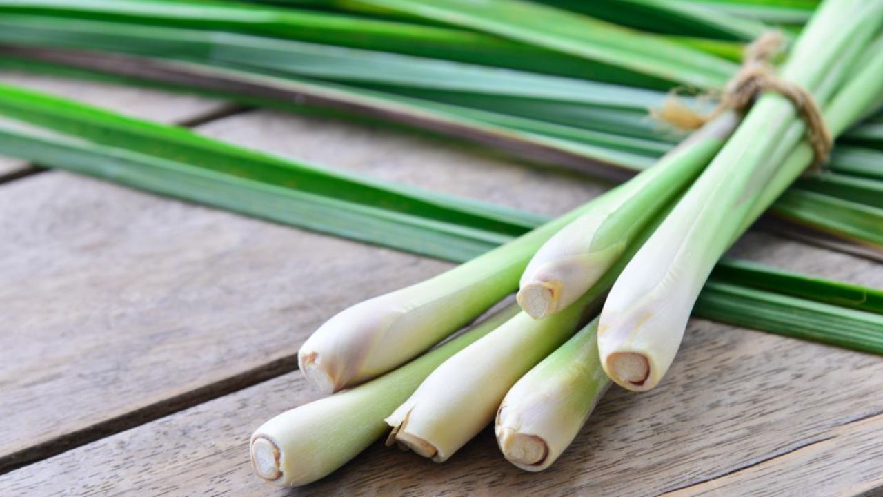 Beneficial for skin : Lemon grass is not only beneficial for health but also for your skin. People who suffer from pimples and oily skin should include lemon grass in their skin care routine. It is antibacterial and works as a natural cleanser. You can wash your face with this water or grind it and apply it as a face pack.
