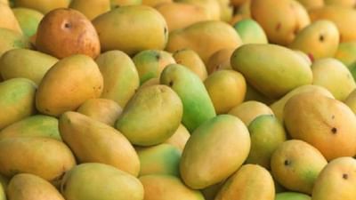 Gir Somnath : કેરી રસિકોની આતૂરતાનો અંત, આજથી તાલાલા યાર્ડમાં કેસર કેરીના શ્રી ગણેશ, જુઓ Video