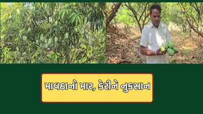 રાજ્યમાં સતત બીજા દિવસે કમોસમી વરસાદ, વલસાડ અને ડાંગમાં મોસમનો માર, કેરીના પાકને પારાવાર નુકસાન- Video રાજ્યમાં સતત બીજા દિવસે કમોસમી વરસાદ, વલસાડ અને ડાંગમાં મોસમનો માર, કેરીના પાકને પારાવાર નુકસાન- Video