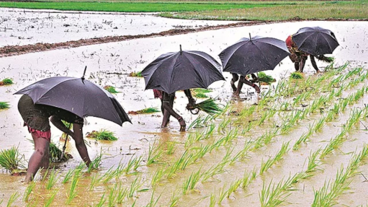 ગુજરાતમાં કમોસમી વરસાદની આગાહી, ખેડૂતોને તકેદારીના પગલા લેવા કૃષિ નિયામકની અપીલ