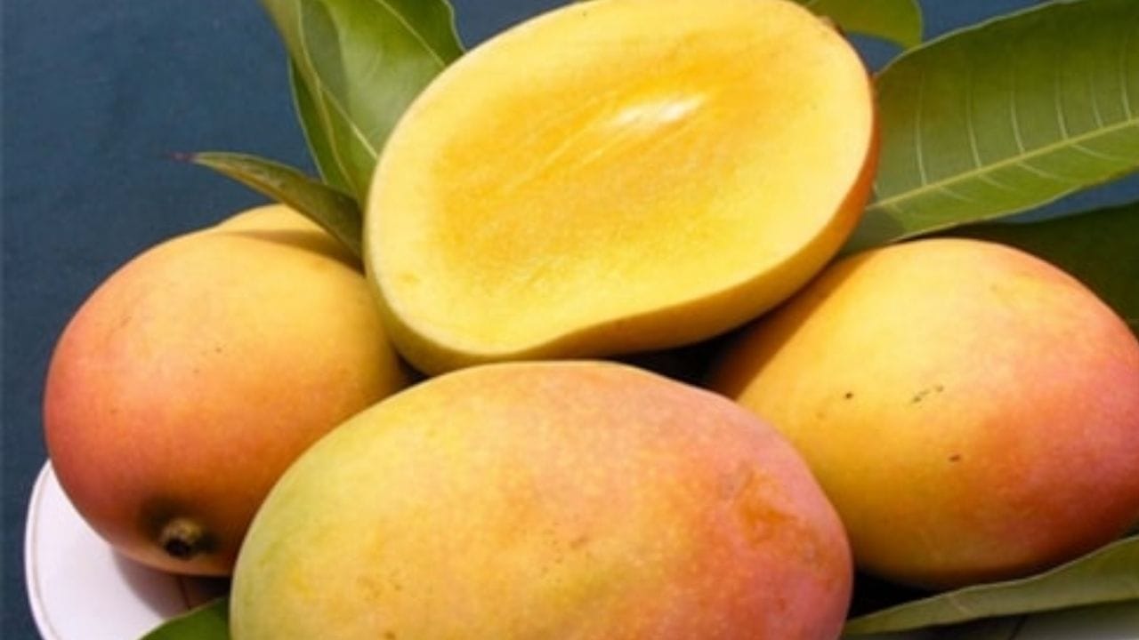 કરૌલીની આ રાજાપુરી કેરી પોતાની સુગંધથી લોકોને આકર્ષી રહી છે. તેના સ્વાદ વિશે ભૂલી જાઓ, લોકો ફક્ત તેની મીઠી સુગંધના દિવાન બની ગયા છે. તેની વિશેષતા વિશે વાત કરીએ તો રાજાપુરી કેરીની વિશેષતા તેનું મોટું કદ અને ખાટો-મીઠો સ્વાદ છે. આ જાતની કેરીનું વજન લગભગ 500 ગ્રામ છે. 1 કિલો રાજાપુરી કેરીની ખરીદી કરતાં માત્ર બે કેરી મળે છે.
