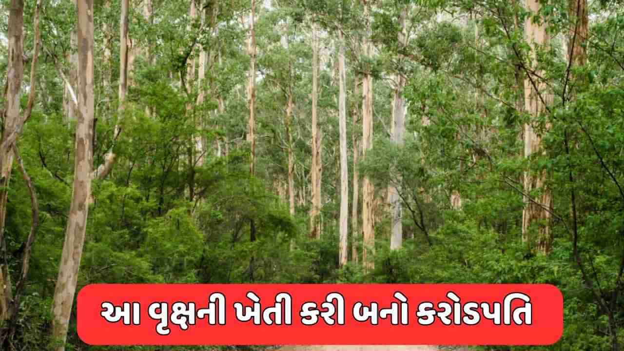 સોના કરતાં પણ મોંઘું છે આ વૃક્ષનું લાકડું ! તેની ખેતી કરી 10 વર્ષમાં જ બની શકો છો કરોડપતિ