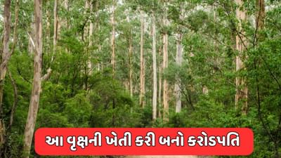 સોના કરતાં પણ મોંઘું છે આ વૃક્ષનું લાકડું ! તેની ખેતી કરી 10 વર્ષમાં જ બની શકો છો કરોડપતિ