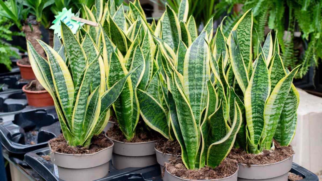 સ્નેક પ્લાન્ટ(Snake Plant)- ઓફિસમાં મોટાભાગના લોકો તેમના ડેસ્ક પર સ્નેક પ્લાન્ટ રાખવાનું પસંદ કરે છે. તેની પાછળનું સૌથી મોટું કારણ એ છે કે આ છોડ માત્ર સુંદર દેખાતો નથી, પરંતુ તેની વધુ કાળજી લેવાની પણ જરૂર નથી. ઓછા પાણી અને ઓછા પ્રકાશવાળી જગ્યાએ રાખવામાં આવે તો પણ તે સરસ રીતે ગ્રો કરે છે.