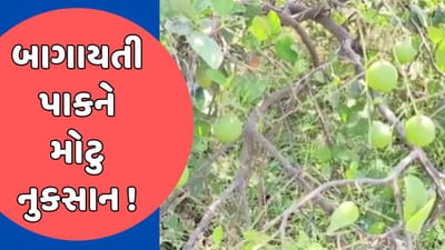 સુરેન્દ્રનગર વીડિયો : વાવાઝોડા સાથે માવઠું થતા બાગાયતી પાકને મોટુ નુકસાન ! લીંબુનો પાક ખરી પડ્યો સુરેન્દ્રનગર વીડિયો : વાવાઝોડા સાથે માવઠું થતા બાગાયતી પાકને મોટુ નુકસાન ! લીંબુનો પાક ખરી પડ્યો