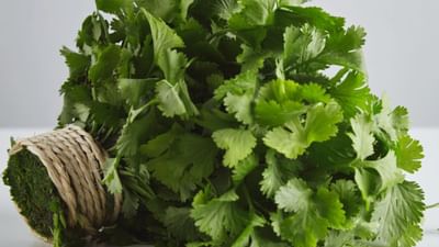 Coriander Health Benefits : લીલા ધાણા ખાવાનો સ્વાદ તો વધારે છે પરંતુ તે ઘણા ઔષધીય ગુણોથી પણ ભરપૂર છે. ભારતીય રસોડામાં લીલા ધાણાનો ઉપયોગ લગભગ દરેક શાકભાજીનો સ્વાદ વધારવા અને તેને સુંદર બનાવવા માટે કરવામાં આવે છે. એટલું જ નહીં લસણ, આદુ, લીલા મરચાં અને બીજા ઘણા મસાલા ઉમેરીને સ્વાદિષ્ટ ચટણી પણ તૈયાર કરવામાં આવે છે. તેનું નામ સાંભળતા જ લોકોના મોઢામાં પાણી આવી જાય છે.