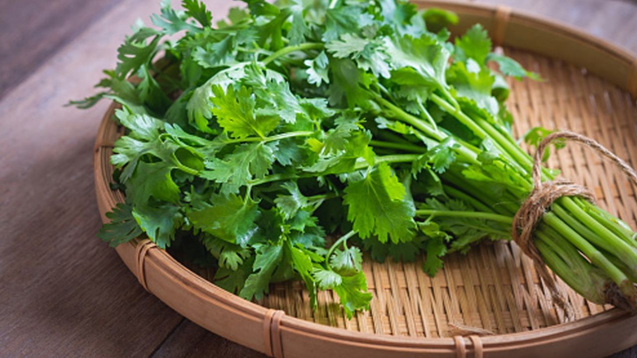 લોકો લીલા ધાણાનો ઉપયોગ તમામ પ્રકારની વાનગીઓમાં કરે છે. આ સિવાય ગમે તે પ્રકારની ચટણી કે સ્ટફિંગ હોય, આ લીલા પાંદડા લગભગ દરેક વાનગીનો જીવ છે. તેનો સ્વાદ અને સુગંધ તમારા મૂડને ફ્રેશ કરે છે. લીલા ધાણાનો ઉપયોગ માત્ર એટલા માટે જ નથી થતો કે તે ભોજનનો સ્વાદ અને તાજગી વધારે છે પરંતુ તે ઘણા સ્વાસ્થ્ય લાભો પણ પ્રદાન કરે છે. આવો જાણીએ લીલા ધાણાને આહારમાં સામેલ કરવાથી શું ફાયદા થાય છે.