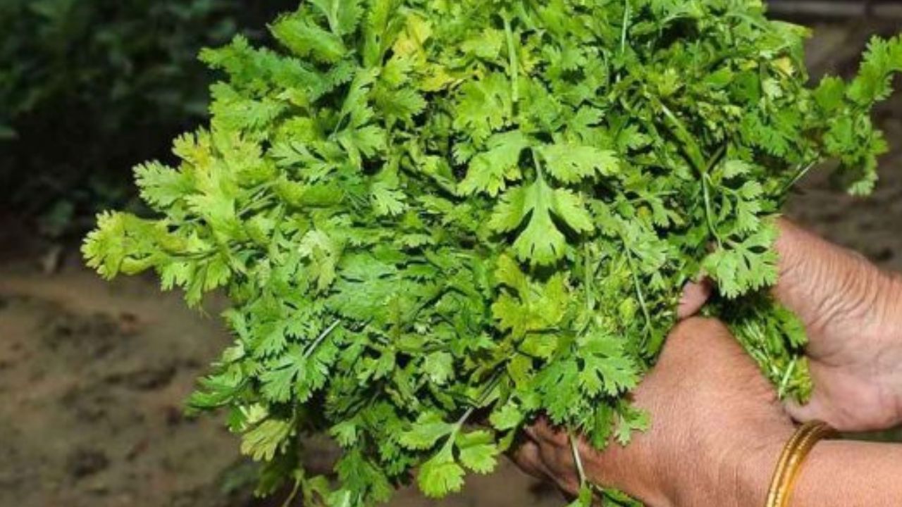 Benefits : If you are suffering from digestive problems then definitely include green coriander in your diet. It also relieves problems like dry skin and eczema. Coriander is rich in antioxidants. Helps in blood purification. Also relieves joint pain and inflammation. Helps keep the heart healthy. 
