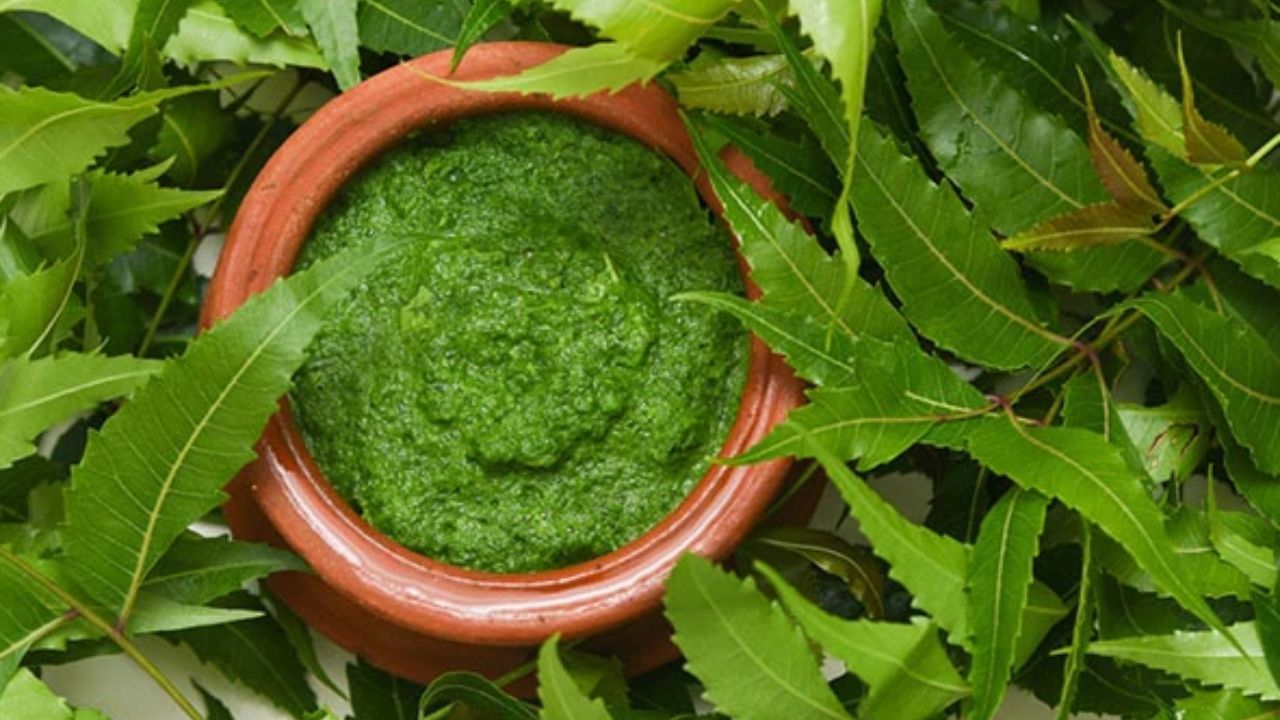 Neem leaves: Neem leaves have antimicrobial, anti-fungal and anti-inflammatory properties. All these properties are considered effective in skin irritations and infections. Grind neem leaves and apply it on the affected area, also soak neem leaves in warm water and leave it for 30 to 40 minutes, then apply the water on the affected skin. You may feel some irritation but it will subside very quickly.