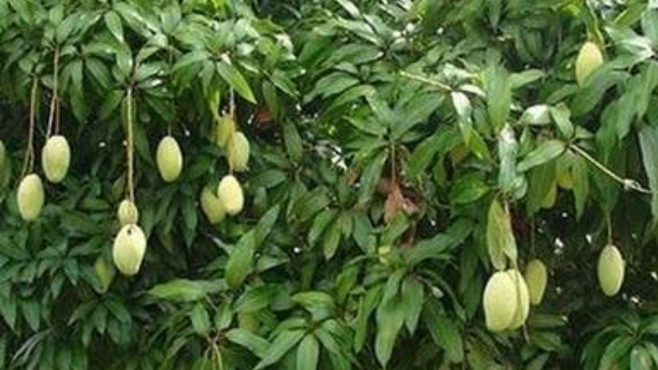 બીજા વેપારી કહે છે કે રાજાપુરી કેરી મહારાષ્ટ્રની કેરી છે. તે તેની સૌથી વધુ ઉપજ છે. તે ખાવામાં સ્વાદિષ્ટ હોય છે. તેનો સ્વાદ મીઠો અને ખાટો હોય છે. તે કહે છે કે આ બહુ સારી કેરી છે. જો તમે 1 કિલો ખરીદો છો તો તેમાં ફક્ત બે કેરી જ આવે છે. તેની કિંમતો પણ ઘણી સસ્તી છે. આ દિવસોમાં કરૌલીમાં આ રાજાપુરી કેરી 60 થી 80 રૂપિયા પ્રતિ કિલો વેચાઈ રહી છે.
