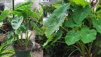 અળવીના છોડને કૂંડામાં ઉગાડવા માટે સૌ પ્રથમ એક મોટુ કૂંડુ લો. ઉત્તમ ગુણવત્તાની માટી અને રેતીનું મિશ્રણ કરીને કૂંડામાં ભરો. ત્યારે બાદ તેમાં પાણી ઉમેરો. 