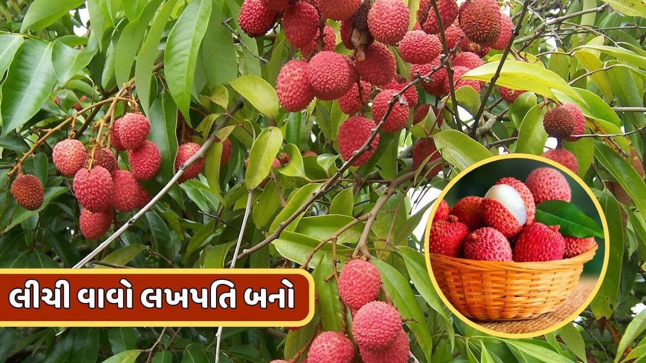 ચાઈનીઝ લીચીની ખેતી કરી કમાઓ લાખો, જાણો કેવી રીતે મળે છે ઉપજ