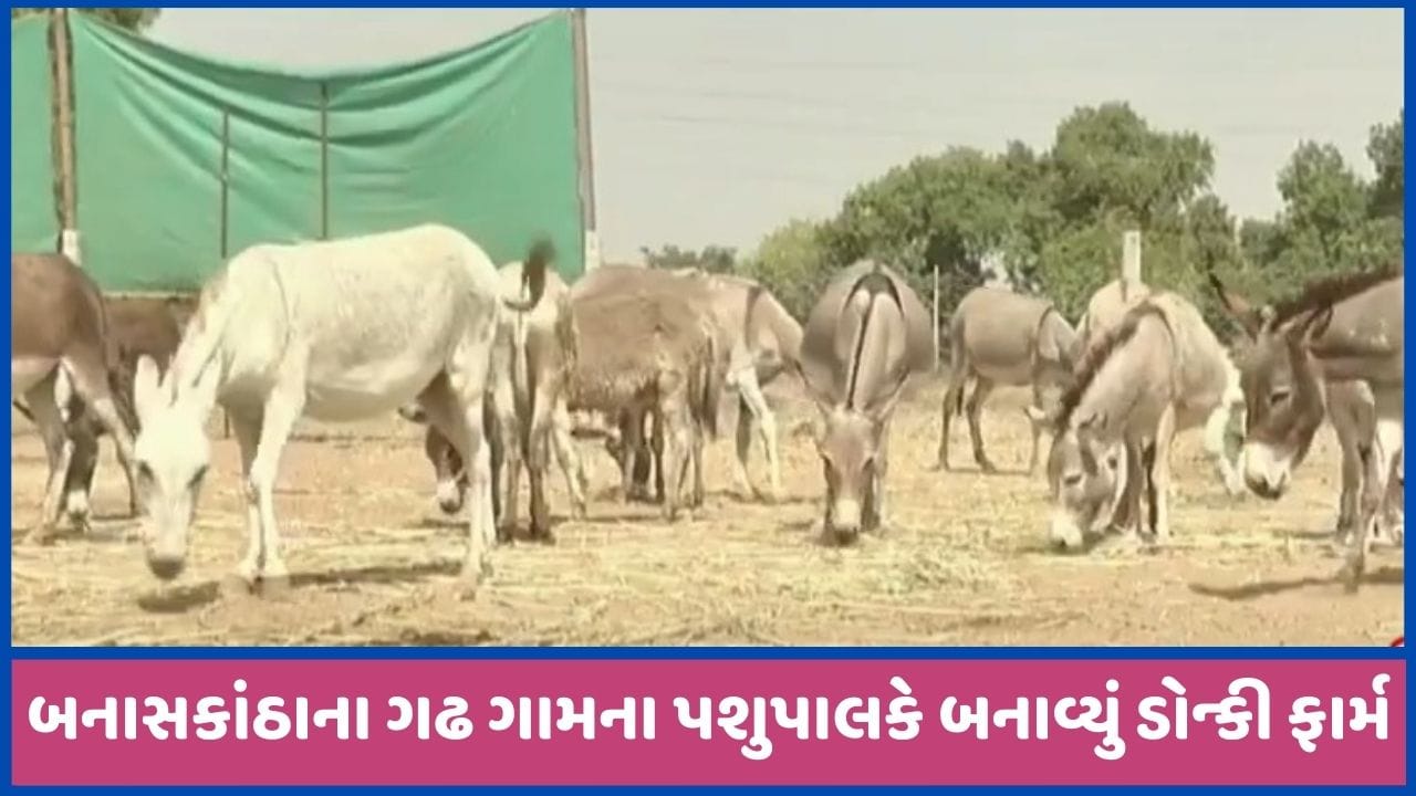 ગધેડાને માન આપવું પડે એવો સમય આવ્યો, ગદર્ભ કરાવી રહ્યા છે લાખોની કમાણી, જુઓ ગધેડાને માન આપવું પડે એવો સમય આવ્યો, ગદર્ભ કરાવી રહ્યા છે લાખોની કમાણી, જુઓ