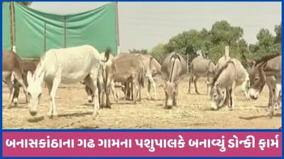 ગધેડાને માન આપવું પડે એવો સમય આવ્યો, ગદર્ભ કરાવી રહ્યા છે લાખોની કમાણી, જુઓ