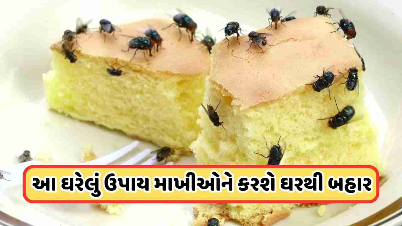 Home Remedy: માખીઓ કરે છે હેરાન, તો આ ઘરેલું ઉપાયથી માખીઓથી મેળવો છુટકારો