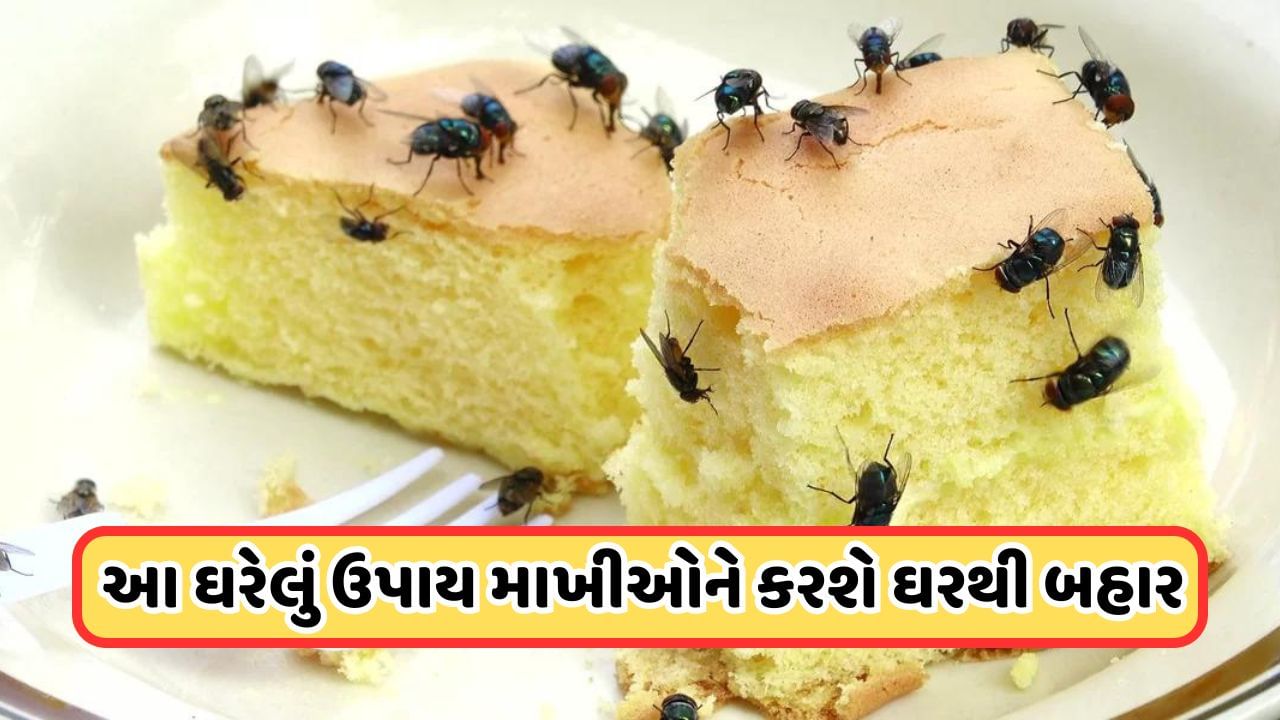 Home Remedy: માખીઓ કરે છે હેરાન, તો આ ઘરેલું ઉપાયથી માખીઓથી મેળવો છુટકારો