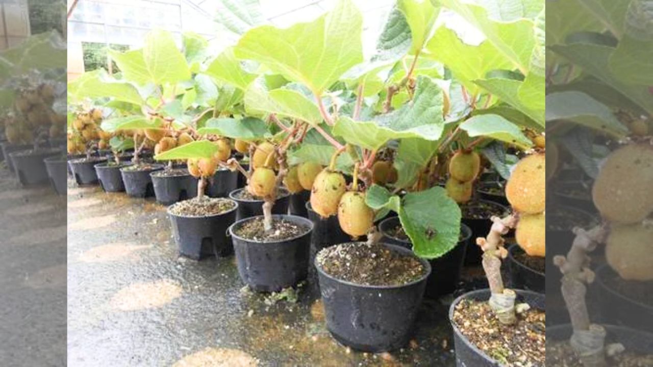 KiWi Plant (4)