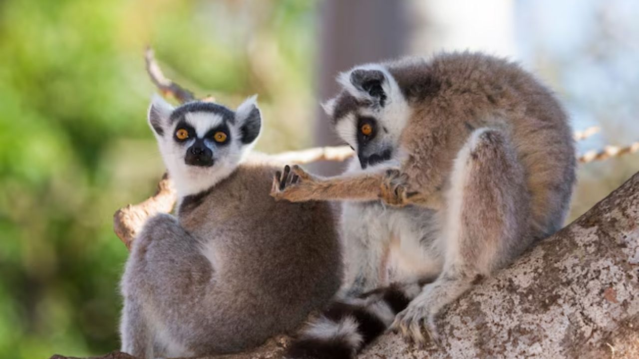 Lemur News (2)