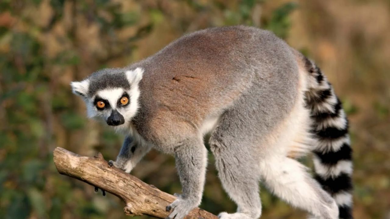 Lemur News (4)