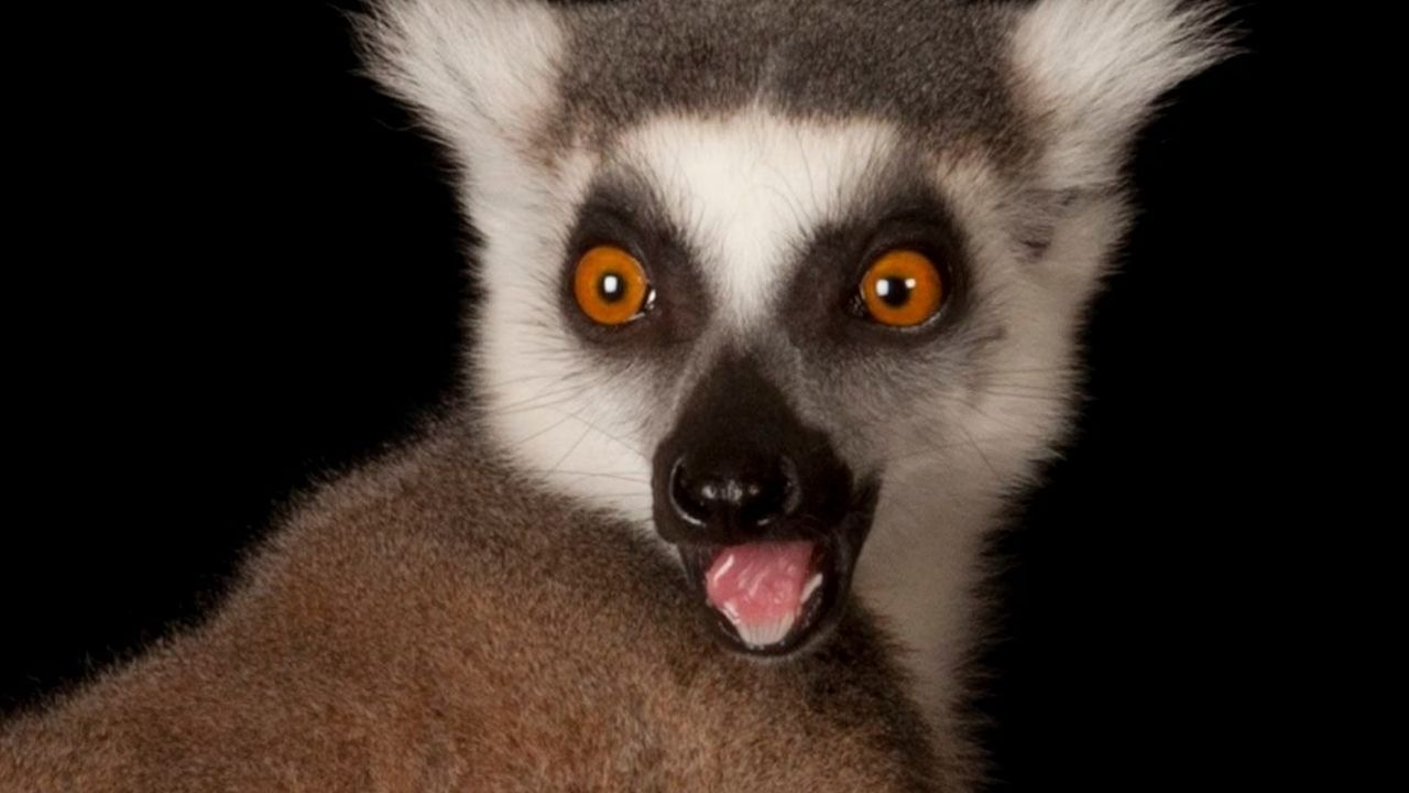 Lemur News (5)