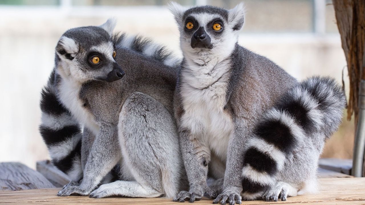 Lemur News (6)