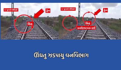 ફરી એકવાર સિંહોની સુરક્ષા સામે સવાલ, ઊંઘતુ ઝડપાયુ વનવિભાગ, માલગાડી રોકીને રેલવે કર્મીઓએ સિંહોને બચાવ્યા- જુઓ Video