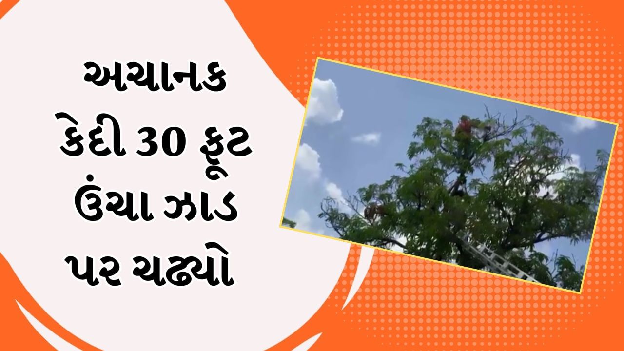 નવસારીની સબજેલમાં કેદી અચનાક 30 ફૂટ ઉંચા આંબાના ઝાડ પર ચઢ્યો અને કેરી ખાવા લાગ્યો, Video થયો વાયરલ