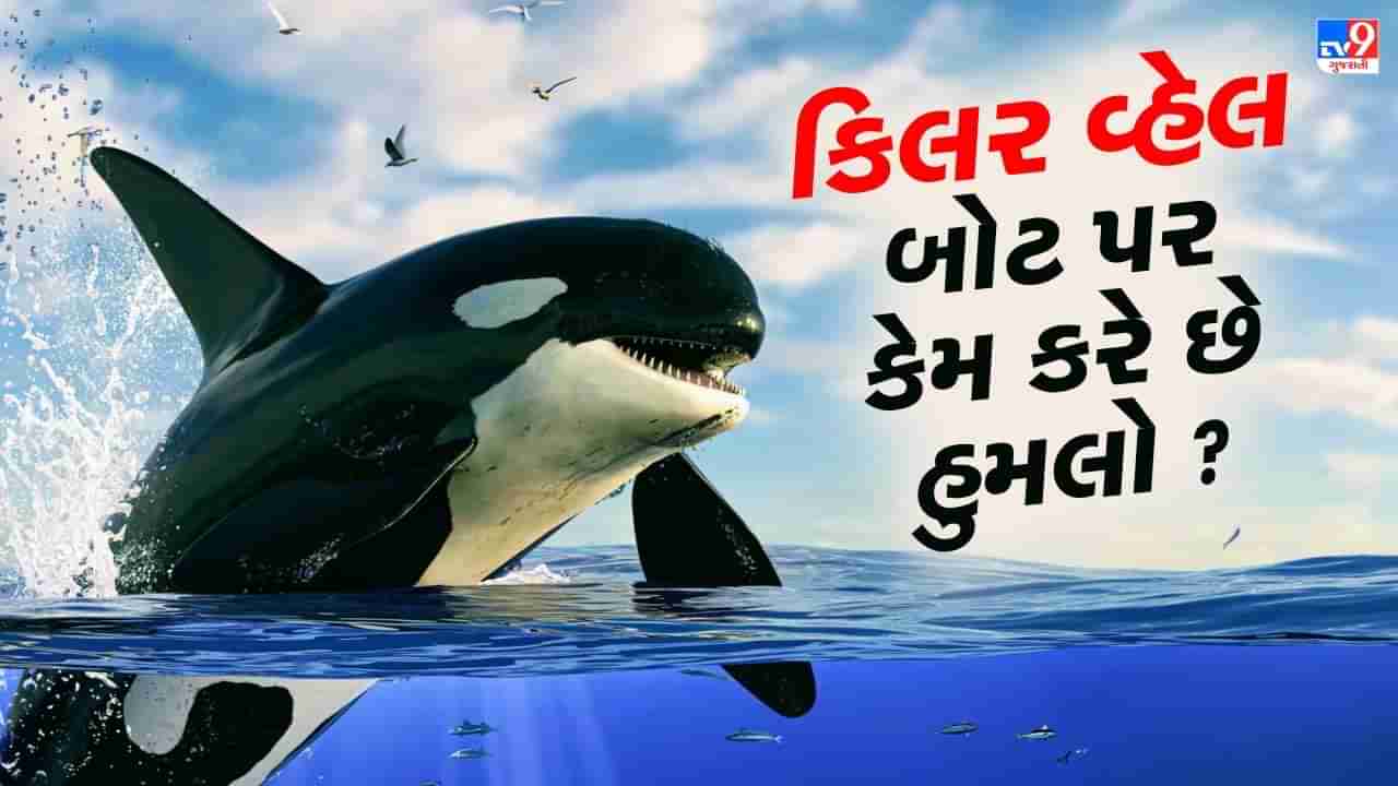 કિલર વ્હેલ ઓર્કાસ કેમ કરી રહી છે બોટ પર હુમલા ? જાણો તેની પાછળનું કારણ