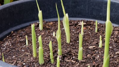 ભારતીય વાનગીઓમાં મોટા ભાગે હળદરનો ઉપયોગ કરવામાં આવે છે. હળદરનું સેવન કરવાથી અનેક રોગો સામે રક્ષણ આપે છે. ત્યારે તેને ઘરે ઉગાડવા માટે સૌથી પહેલા એક મોટુ કૂંડુ લો. 