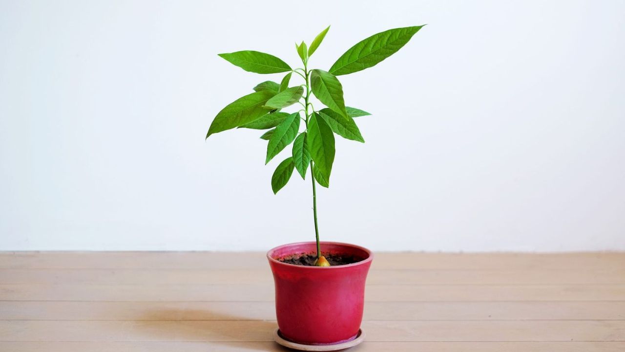 Plant in Pot Avocado (1)