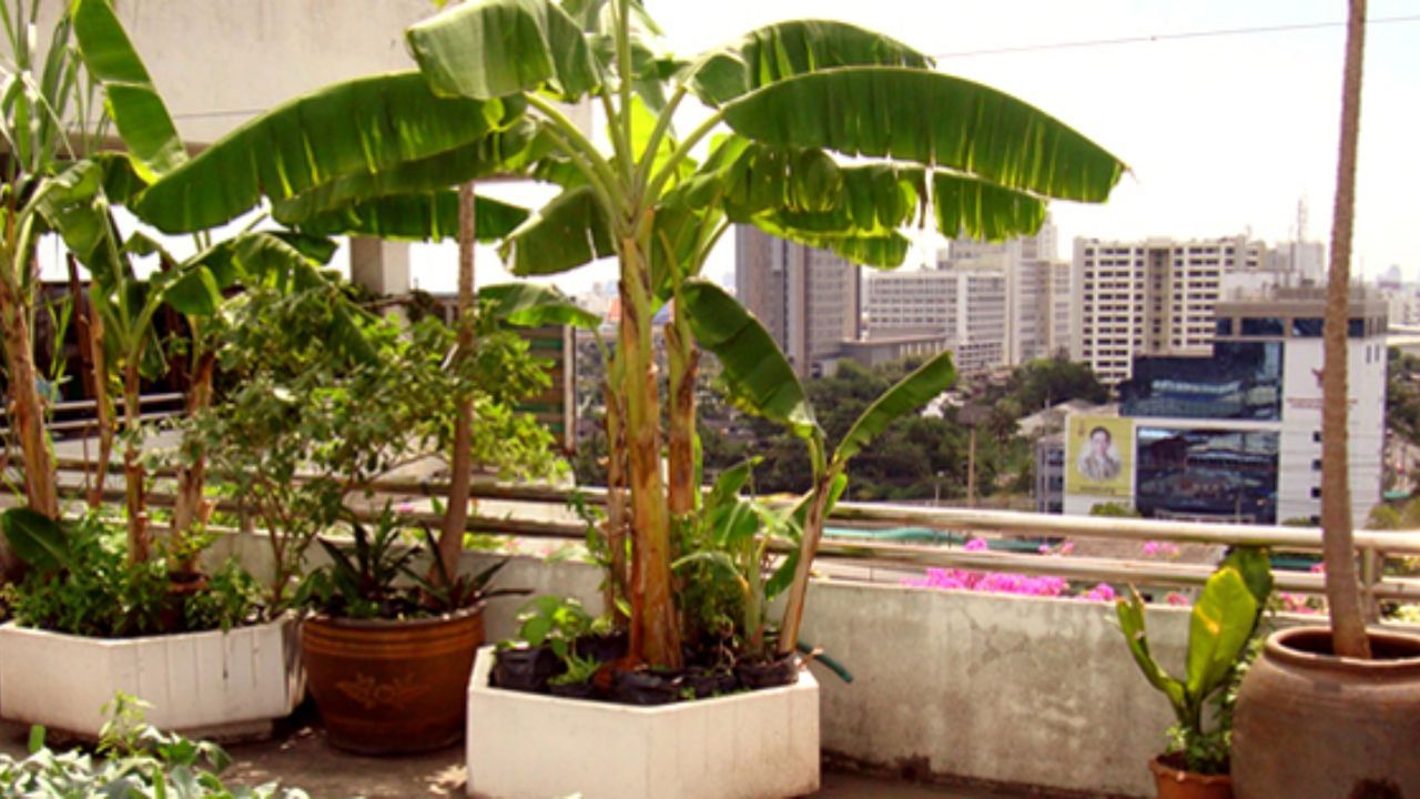 Plant in Pot Banana Plant (1)