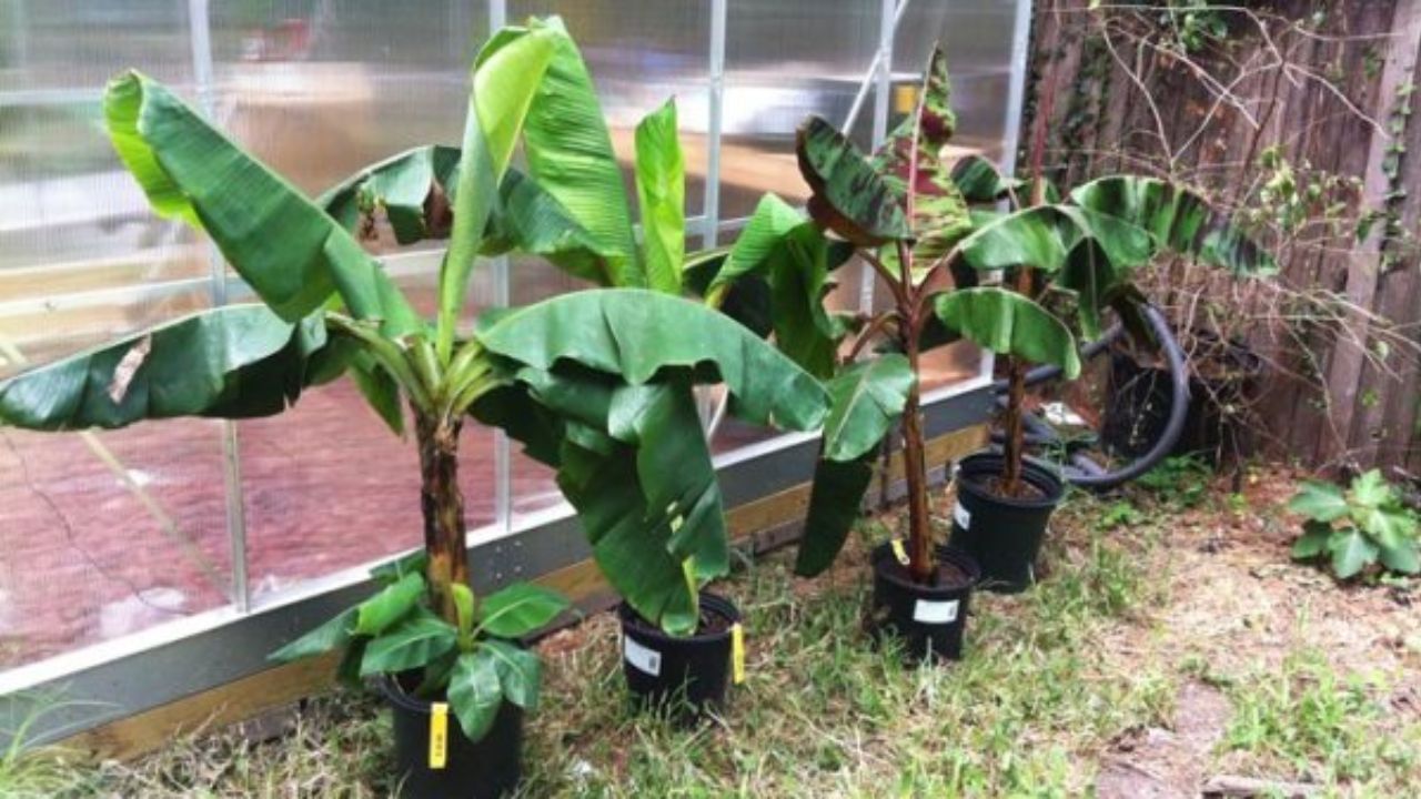 Plant in Pot Banana Plant (2)