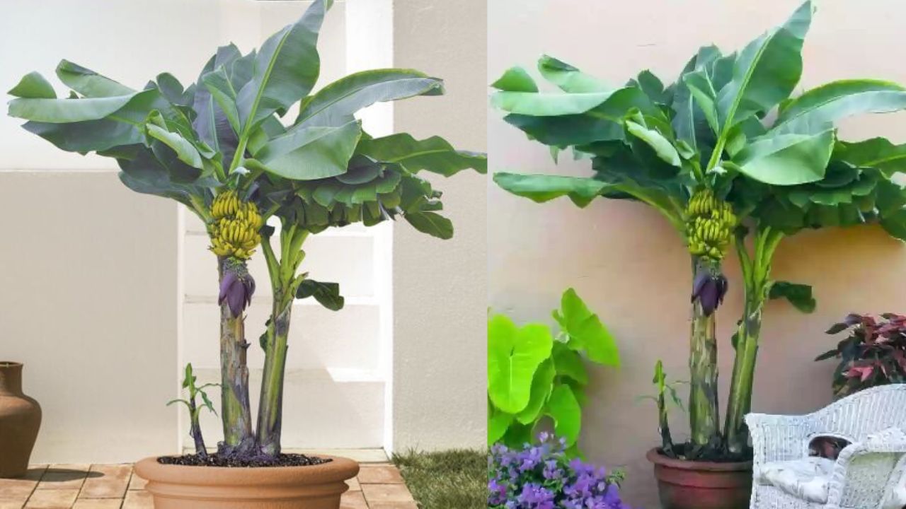 Plant in Pot Banana Plant (3)