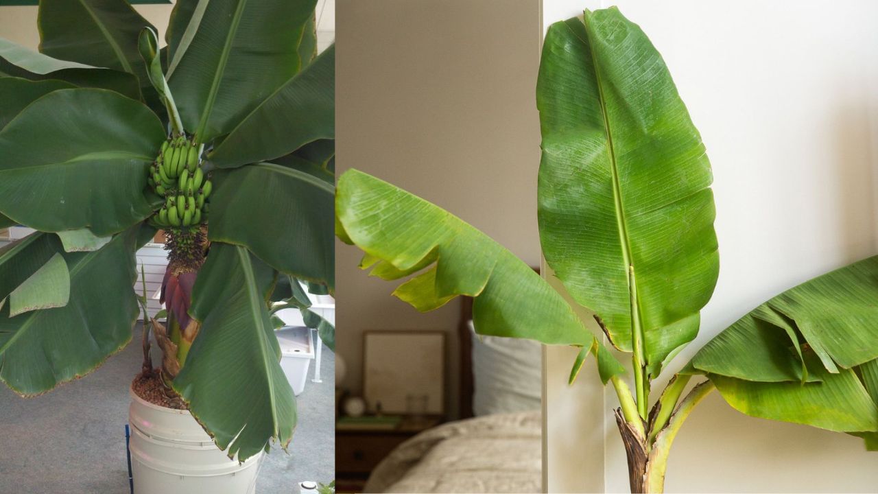 Plant in Pot Banana Plant (4)