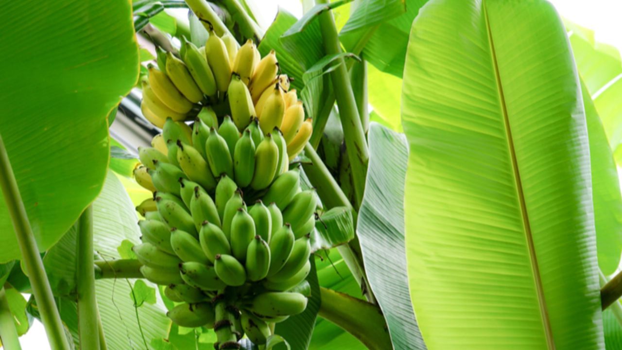 Plant in Pot Banana Plant (5)