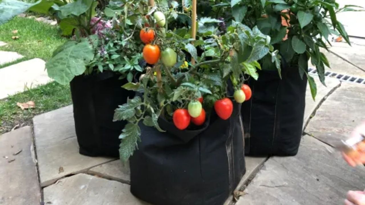 cherry tomato (3)