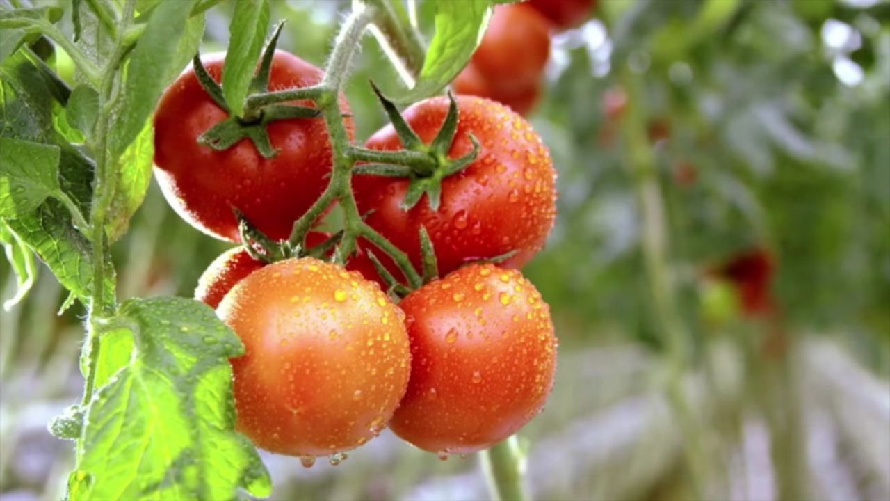 cherry tomato (4)