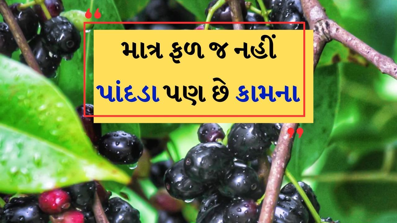 ઉનાળાની ઋતુમાં ઉપલબ્ધ જાંબુનો સ્વાદ દરેકના હોઠ પર આવી જાય છે. જાંબુ સ્વાદથી લઈને પોષણની દ્રષ્ટિએ એક ઉત્તમ ફળ છે અને તે સ્વાસ્થ્ય માટે ઘણા ફાયદા આપે છે, જ્યારે તેના ઝાડના પાંદડા પણ ફાયદાકારક છે. જાંબુના પાન તમારા સ્વાસ્થ્ય માટે ખૂબ જ ફાયદાકારક હોઈ શકે છે અને સ્વાસ્થ્ય સંબંધિત ઘણી સમસ્યાઓથી રાહત આપી શકે છે.
